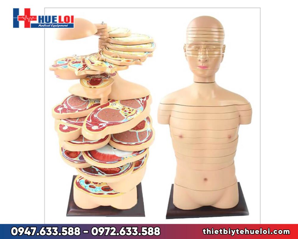Mô hình giải phẫu nửa người cắt lớp chi tiết